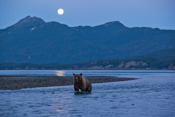 Brown Bear and Full Moon, Katmai National Park, Alaska