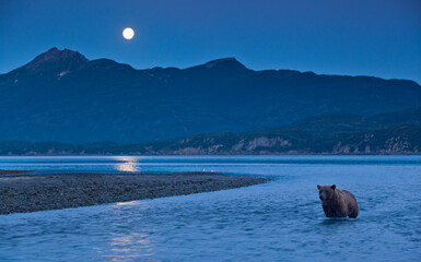 Brown Bear and Full Moon, Katmai National Park, Alaska