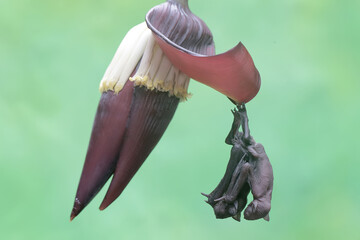 A mother short nosed fruit bat is resting while holding her baby on a banana flower. This flying...