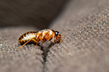 Close Up of Swarmers, moths, flying termite, winged termites, subterranean termites, drywood termites come out of termites nests to mate and create new colonies.This moth comes out in the rainy season