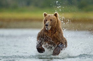 Naklejka na ściany i meble Running Brown Bear, Katmai National Park, Alaska