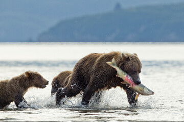 Brown Bear Fishing with Cubs, Katmai National Park, Alaska