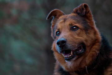 portrait of the face of a senior German Shepherd Dog. Smiling and attentive. pure look. obedience and love. space for copy.