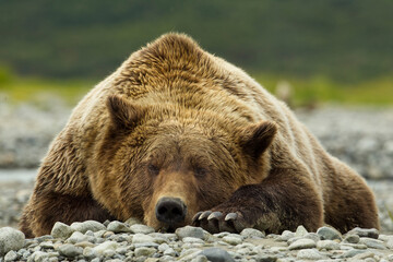 Sleeping Brown Bear, Katmai National Park, Alaska