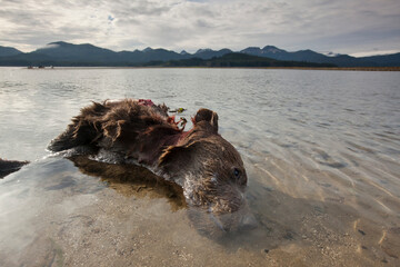 Dead Brown Bear Cub, Katmai National Park, Alaska