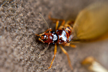 Close Up of Swarmers, moths, flying termite, winged termites, subterranean termites, drywood termites come out of termites nests to mate and create new colonies.This moth comes out in the rainy season