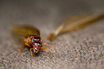Close Up of Swarmers, moths, flying termite, winged termites, subterranean termites, drywood termites come out of termites nests to mate and create new colonies.This moth comes out in the rainy season