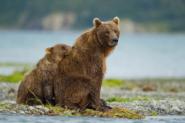 Grizzly Bear, Katmai National Park, Alaska