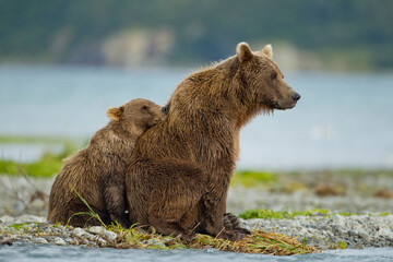 Obraz premium Grizzly Bear, Katmai National Park, Alaska