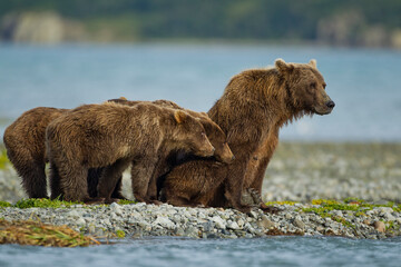 Brown Bear and Cubs, Katmai National Park, Alaska