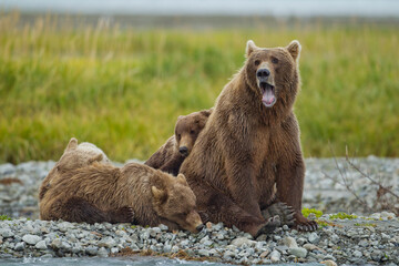 Brown Bear and Cubs, Katmai National Park, Alaska