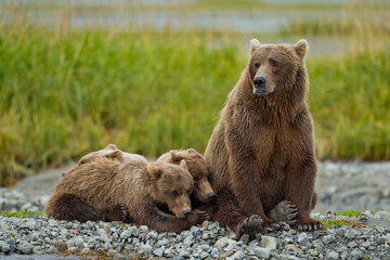 Brown Bear and Cubs, Katmai National Park, Alaska