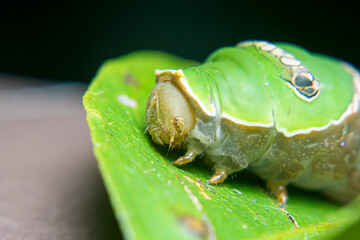 Close Up of Keket caterpillar, Orange caterpillar, Green caterpillar that only eats orange leaves