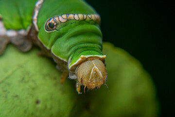 Close Up of Keket caterpillar, Orange caterpillar, Green caterpillar that only eats orange leaves