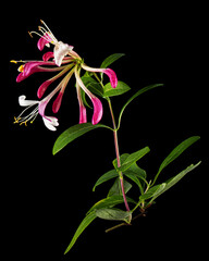 Flowers of honeysuckle, lat. Lonicera periclymenum Serotina, isolated on black background