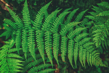 Fototapeta na wymiar Fern leaf background