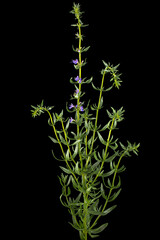 Purple flower of hyssop  (lat. Hyssopus), isolated on black background - 544201498