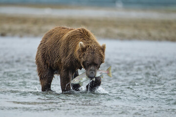 Grizzly Bear, Katmai National Park, Alaska