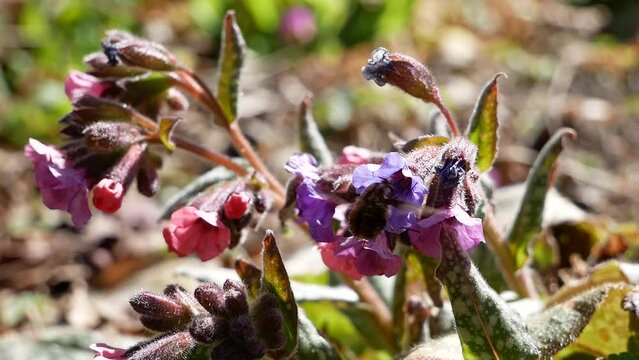 Pulmonaria obscura, common names unspotted lungwort or Suffolk lungwort, flowers, on a sunny spring day, pollinating insects, close-ups