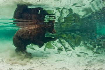 Underwater Grizzly Bear, Katmai National Park, Alaska
