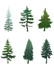 illustrated evergreen tree transparent png