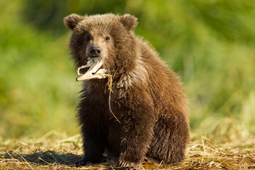 Fototapeta premium Brown Bear Spring Cub, Katmai National Park, Alaska