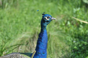 Pavone in mezzo alla natura