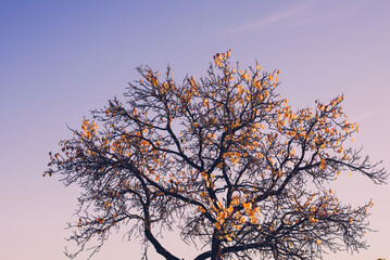 Autumn trees shot against blue sky. High quality photo.
