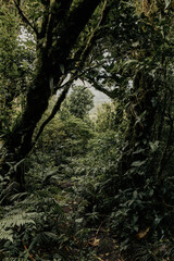 Mystic cloudy forest in Costa Rica. pure natural rainforests in Monteverde.
