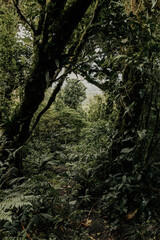 Obraz premium Mystic cloudy forest in Costa Rica. pure natural rainforests in Monteverde.