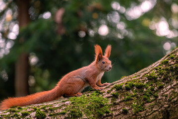 Red squirrel close up at the tree.