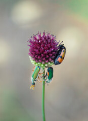 multi-colored beetles on a purple wild onion closeup natural background