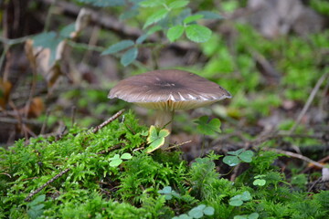 A mushroom in the middle of the green flowers in the forest