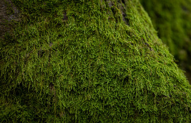 Close up of moss on the tree trunk.