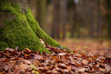 Close up of fallen leaves with tree trunk covered with moss during autumn time.