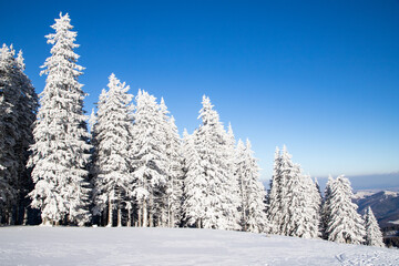 amazing winter landscape with snowy fir trees in the mountains