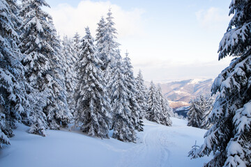 amazing winter landscape with snowy fir trees in the mountains