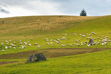 A herd of grazing sheep on a meadow in rural landscape. The Orava region near the village of...