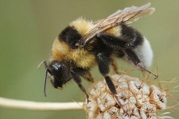 Closeup of a queen large garden or ruderal bumblebee bumblebee , Bombus rudateratus