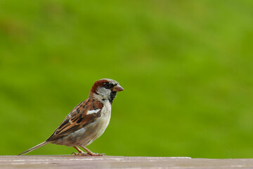 Fantastic portrait of a bird on a table with a green background