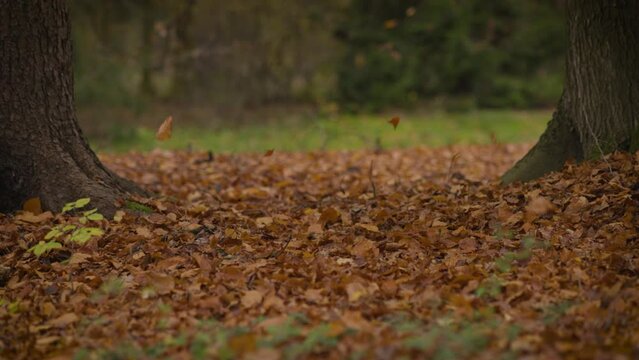 Slow motion video of falling leaves during autumnal time. Video shot at 100 fps.