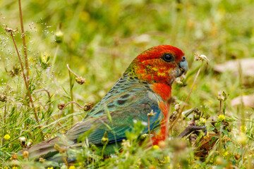 Western Rosella in Western Australia