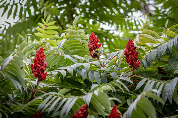 Poison sumac