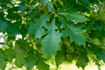 Fototapeta na wymiar New Green Oak Leaves In Summer