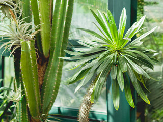 Pachypodium, succulent plant with thorns and green leaves. Room plant on sunlight. Growing exotic...