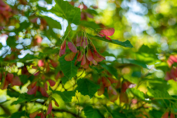 Red Maple Samaras On The Tree In Summer