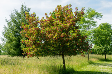 Fototapeta na wymiar Red Maple Tree With Red Samaras In Summer