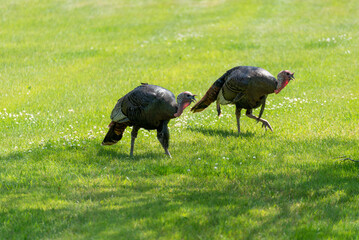 Wild Turkeys Feeding In The Grass In An Urban Setting