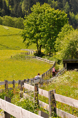 stubaital, weg zwischen wiesen