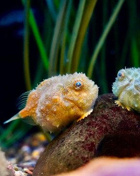 Pacific spiny lumpsucker at aquarium of the bay